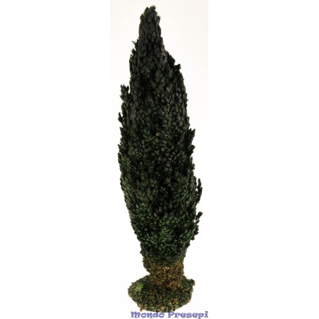 Cypress 28 cm