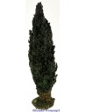Ciprés cm 28 Mundo Pesebres