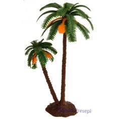 Double palm 14-10 cm