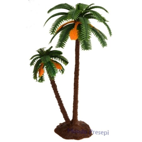 Double palm 14-10 cm