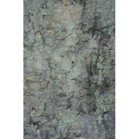 Printed cork paper 100x65 cm