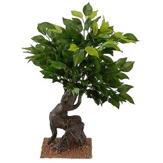 Oak of h 40.5 cm for Presepe