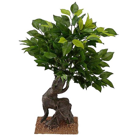 Oak of h 40.5 cm for Presepe