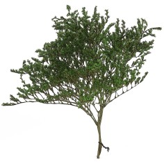 Rami con foglie verdi 25 gr lycopodim verde, foglie, rami 2