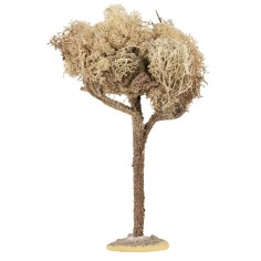 Tree with foliage height 20 cm plants, foliage, height, tree