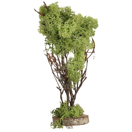 Albero in lichene verde cm 20 h olive trees, olive tree, plant