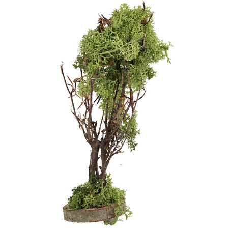 Albero in lichene verde cm 20 h lichene, verde, albero Mondo