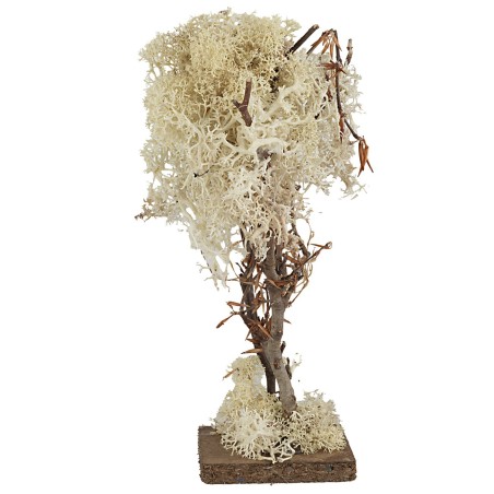Árbol con base cuadrada en liquen otoñal de 20 cm de altura.