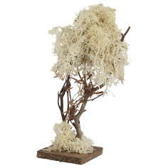 Árbol con base cuadrada en liquen otoñal de 20 cm de altura. 2