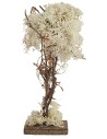 Árbol con base cuadrada en liquen otoñal de 20 cm de altura.