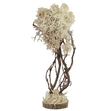 Árbol con base redonda en liquen otoñal de 23 cm de altura.