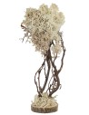 Tree with round base in autumn lichen 23 cm h
