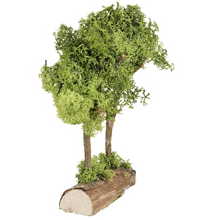 Árboles verdes sobre tronco en liquen verde de 20 cm de altura