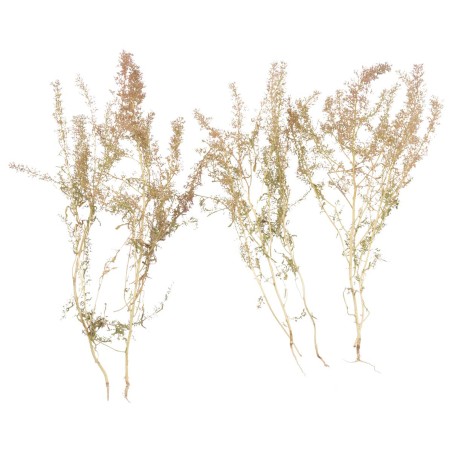 Teloxis aristata 10 gr