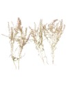 Teloxis Aristata 5 gr