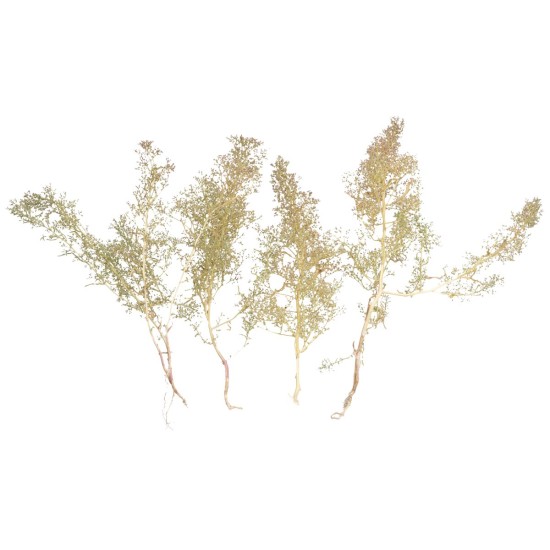 Teloxis aristata 10 gr para belén Mundo Pesebres