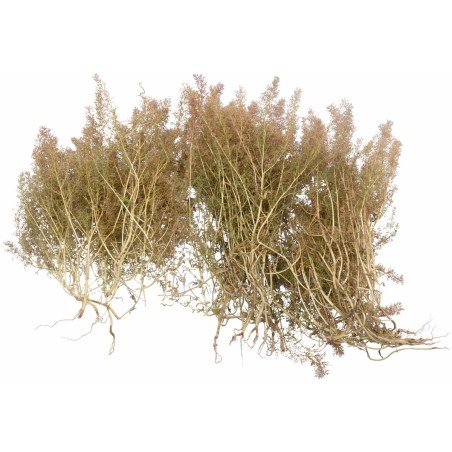 Teloxis aristata 75 gr per presepe Mondo Presepi