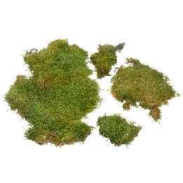 Muschio colorato sempreverde 150 gr