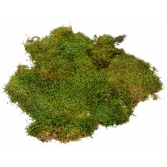 Muschio colorato sempreverde 150 gr per presepe Mondo Presepi 2