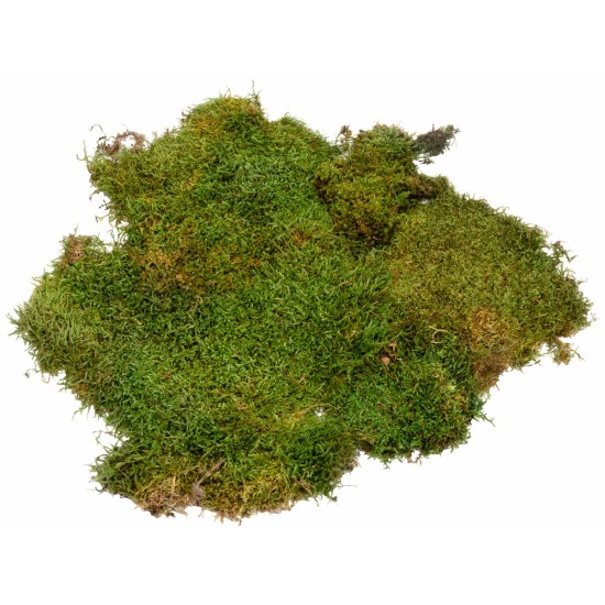Muschio colorato sempreverde 150 gr per presepe Mondo Presepi