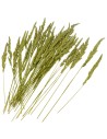 Erba Cristina 50 gr