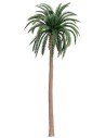 Grafted palm 17.5 cm