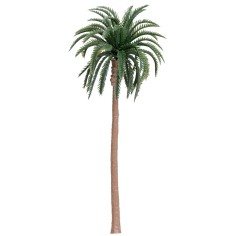 Palma ad innesto 17.5 cm 2