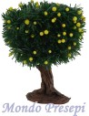 Planta cm 14 limones