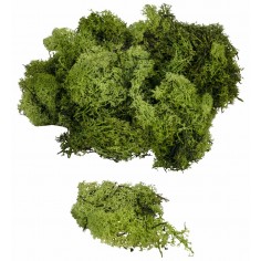 Lichene verde oliva disponibile in buste da: