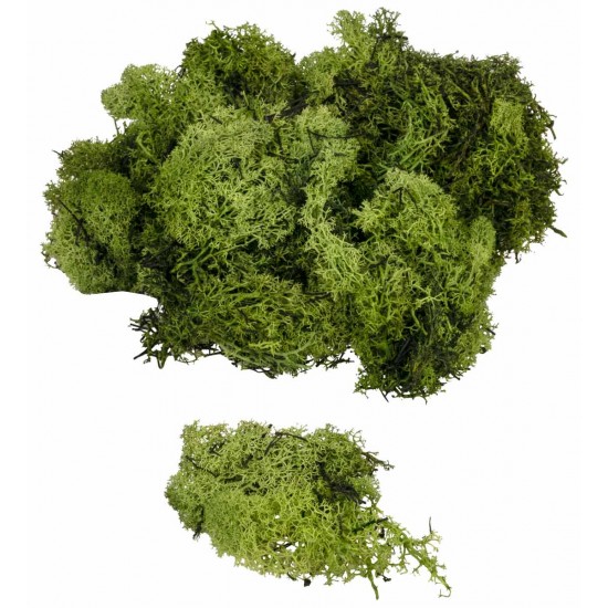 Lichene verde oliva disponibile in buste da: