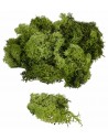 Olive green lichen available in bags: