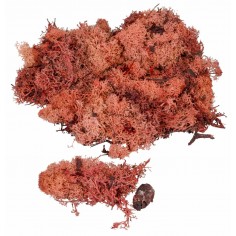 Copper red lichen available in packets for Mondo nativity scene