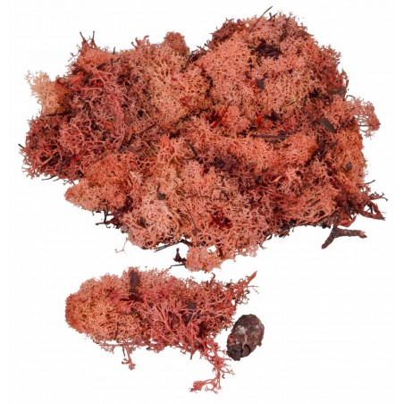 Lichene rosso rame disponibile in buste da: per presepe Mondo
