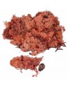 Líquen rojo cobre disponible en sobres de: