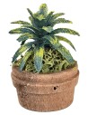 Tropical plant in pot Ø4 x 6 h for nativity scene Mondo Presepi