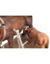 Cow with calf series 30 cm moving for Mondo nativity scene