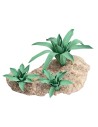 Group of three shapeable agaves h 4.4 cm