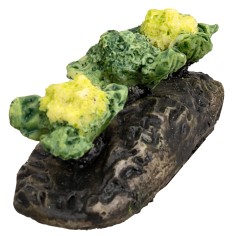 Little garden with cauliflowers for nativity scene World Nativity Scenes 2