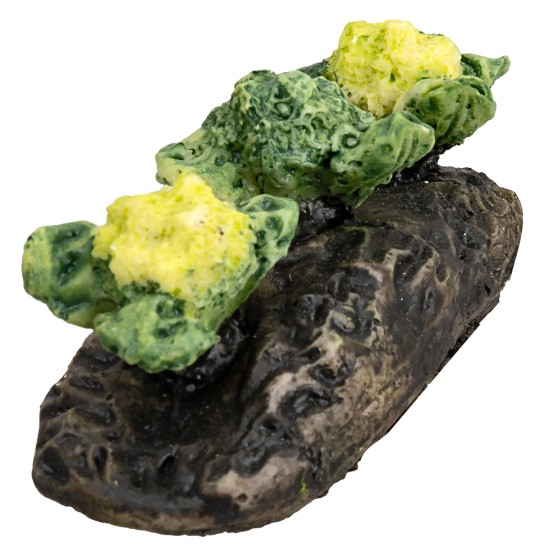 Orticello con cavolfiori per presepe Mondo Presepi