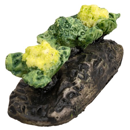 Little garden with cauliflowers for nativity scene World Nativity Scenes