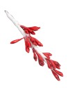 Ceppo peperoncino lux h 7,2 cm