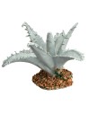 Agave 3 cm