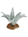 Agave 3 cm