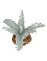 Agave 3 cm