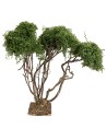 Branched tree for nativity scene h 21.5 cm