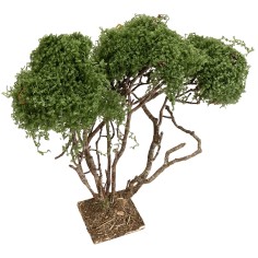 Branched tree for nativity scene h 21.5 cm for Mondo nativity scene 2