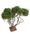 Branched tree for nativity scene h 21.5 cm