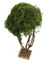 Árbol ramificado para belén h 23,5 cm para belén Mondo
