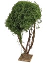 Árbol ramificado para belén h 23,5 cm para belén Mondo