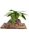 Malleable agave h 6 cm for nativity scene Mondo Presepi